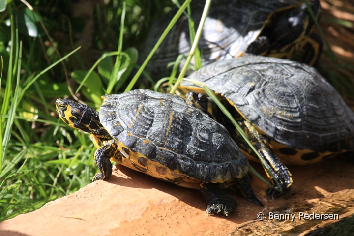 rodoret terrapin.jpg - Rødøret terrapin (Trachemys scripta elegans)